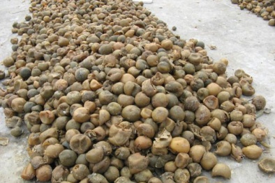 Trái cây và phế phẩm thành món khoái khẩu